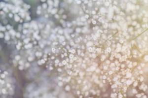 Close-up of delicate white flowers with a soft, blurred background.